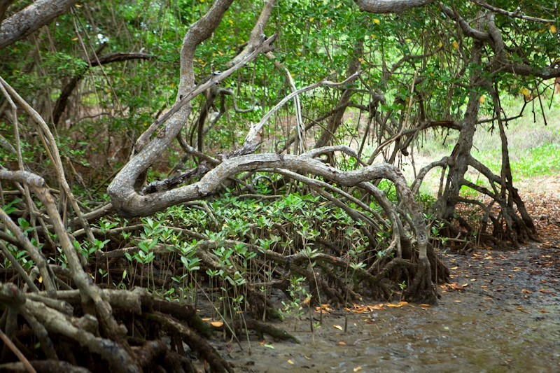 Espírito Santo tem aumento de 10% nos ecossistemas de mangue 1